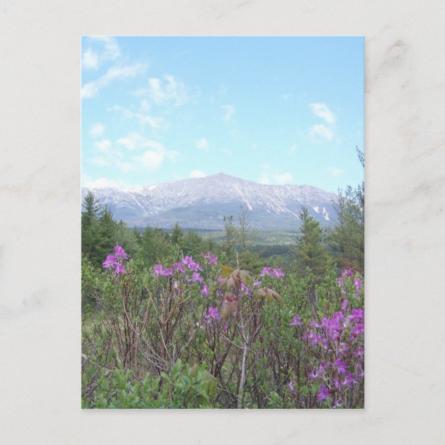 Mount Katahdin och vilda blommor Vykort (Framsida)