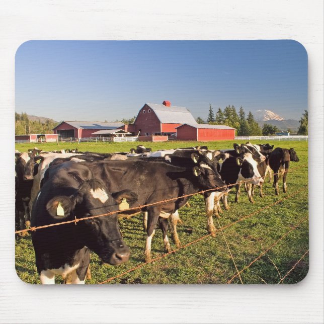 Mount Rainier Cattle Mousepad Musmatta (Framsidan)
