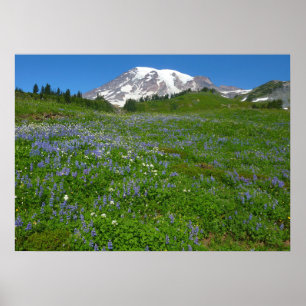 Mount Rainier med lila lupiner Poster