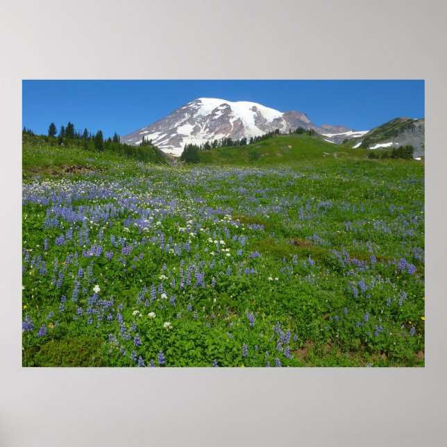 Mount Rainier med lila lupiner Poster (Framsidan)