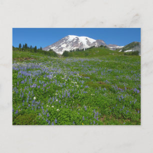 Mount Rainier med lila lupiner Vykort