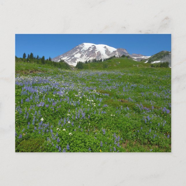 Mount Rainier med lila lupiner Vykort (Framsida)