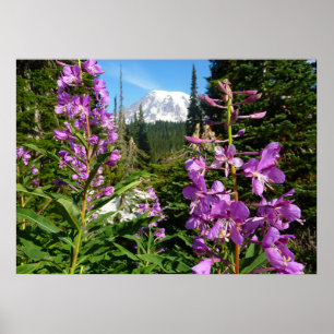 Mount Rainier mellan lila floxblommor Poster