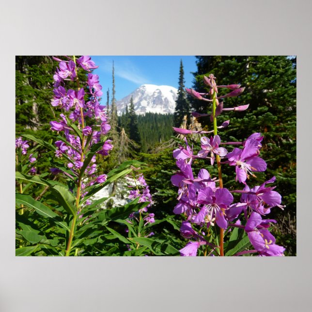 Mount Rainier mellan lila floxblommor Poster (Framsidan)
