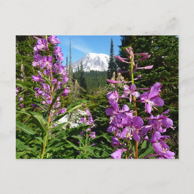 Mount Rainier Mellan Lila Phlox Blommor Vykort (Framsida)