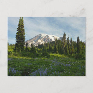 Mount Rainier Morgonljus Vykort