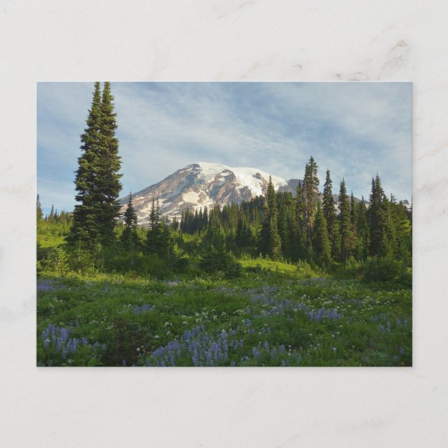 Mount Rainier Morgonljus Vykort (Framsida)