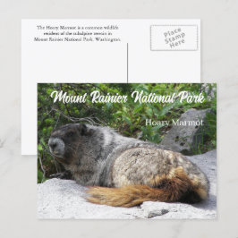 Mount Rainier National Park Hoary Marmot Photo Vykort