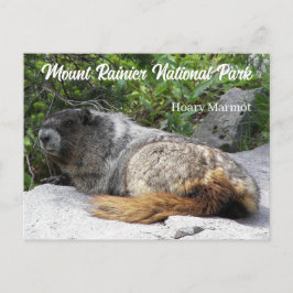 Mount Rainier National Park Hoary Marmot Photo Vykort