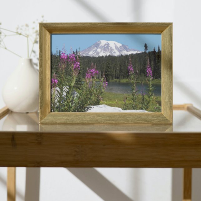 Mount Rainier och Wildblommor Scenia Ligcape Fototryck (In Situ Framed)