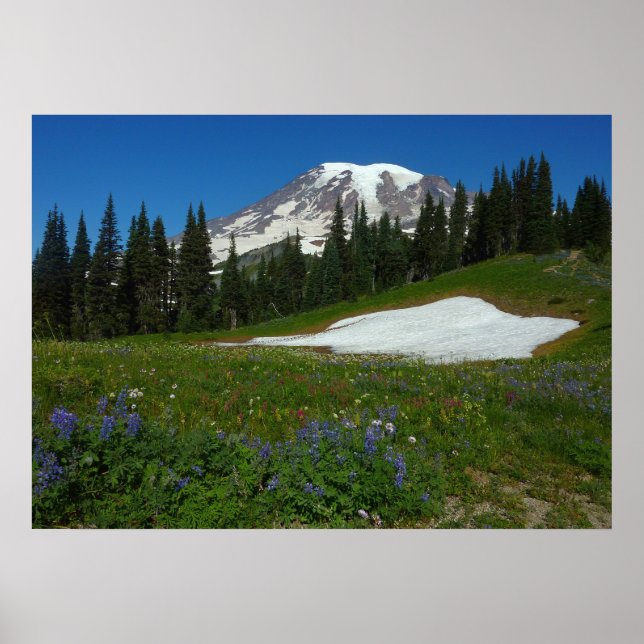 Mount Rainier, vilda blommor och snö Poster (Framsidan)