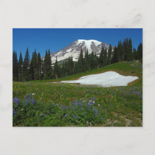 Mount Rainier, vilda blommor och snö Vykort