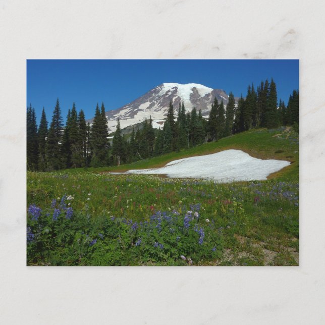 Mount Rainier, vilda blommor och snö Vykort (Framsida)