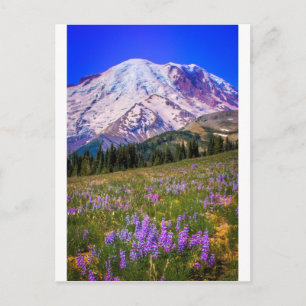 Mount Rainier Vykort