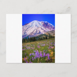 Mount Rainier Vykort