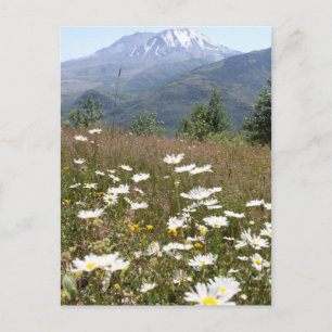 Mount St. Helens Vykort