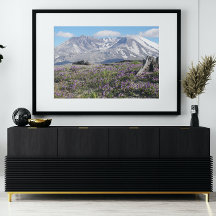 Mount St Helens Wildblommor