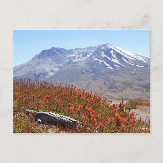 Mount St. Helens Wildblommor Vykort (Framsida)
