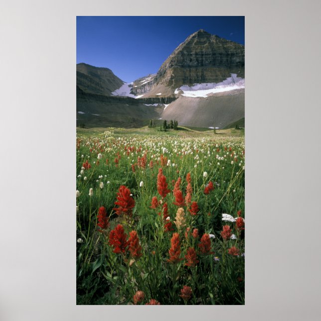 MOUNT TIMPANOGOS WILDERNESS, UT, US, POSTER (Framsidan)
