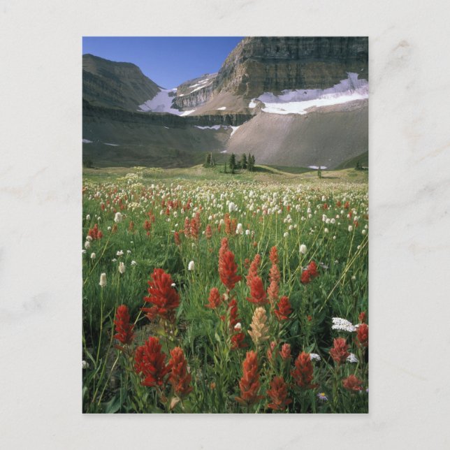 MOUNT TIMPANOGOS WILDERNESS, UT, US, VYKORT (Framsida)