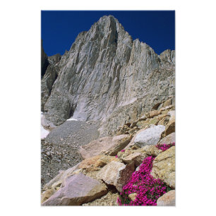 Mount Whitney och Wildblommor Fototryck