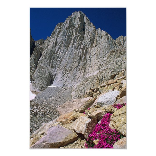 Mount Whitney och Wildblommor Fototryck (Framsidan)