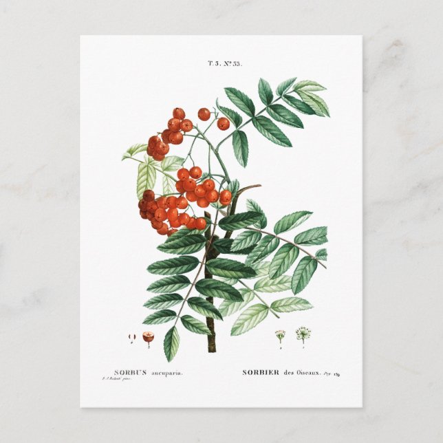 MOUNTAIN ASH BOTANICAL POSTCARD VYKORT (Framsida)