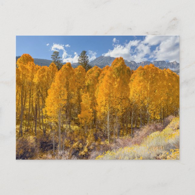 Mountain Aspen Forest in Autumn Färg Vykort (Framsida)