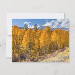 Mountain Aspen Forest in Autumn Färg Vykort