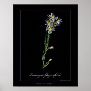 Mountain Aster Botanical Art Print Poster