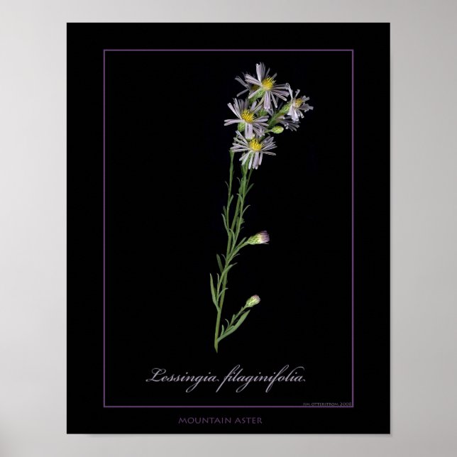 Mountain Aster Botanical Art Print Poster (Framsidan)