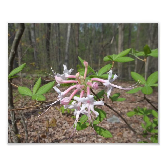 Mountain Azalea Fototryck (Framsidan)