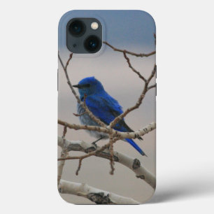 Mountain Bluebird