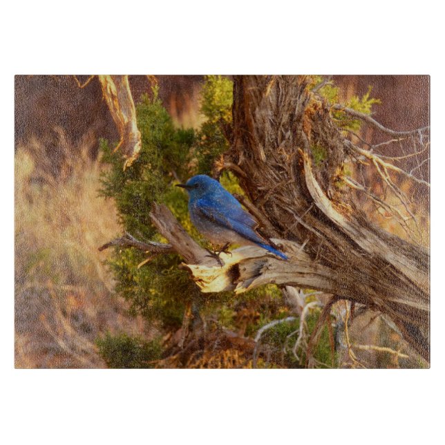 Mountain Bluebird at Arches National Park (Framsidan)