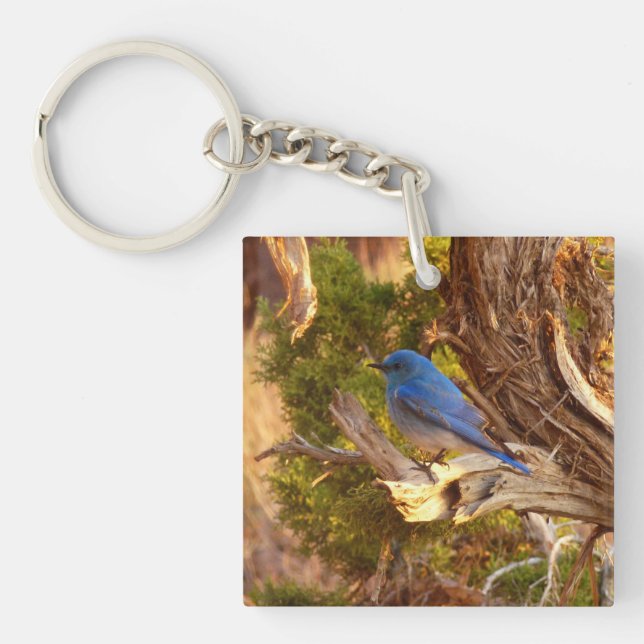 Mountain Bluebird at Arches National Park (Framsidan)