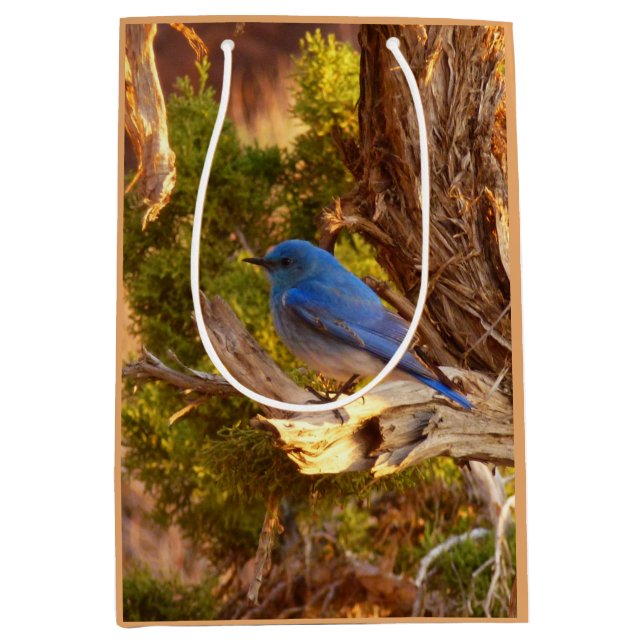 Mountain Bluebird at Arches National Park (Framsidan)