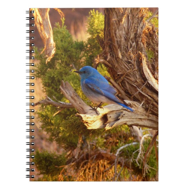 Mountain Bluebird at Arches National Park Anteckningsbok (Framsidan)