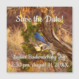 Mountain Bluebird i Arches nationalpark
