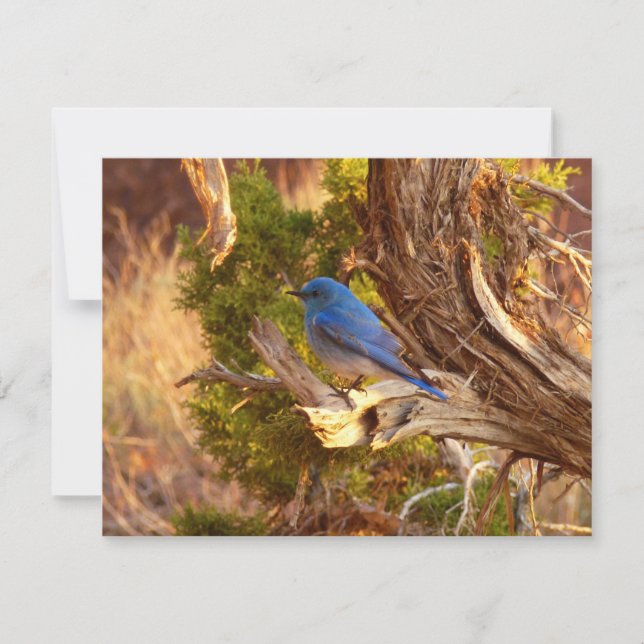 Mountain Bluebird i Arches nationalpark (Framsida)