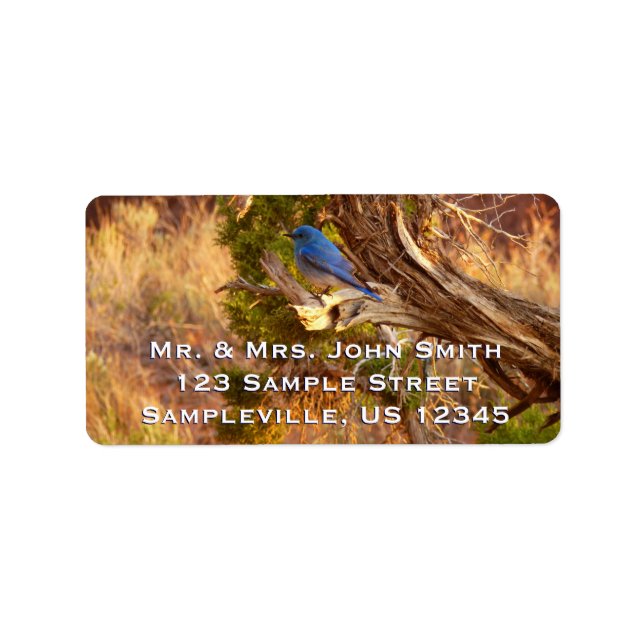 Mountain Bluebird i Arches nationalpark Adressetikett (Framsidan)