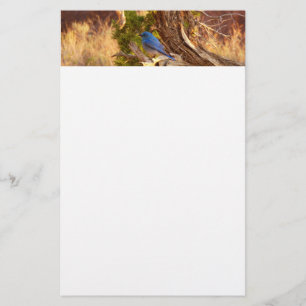 Mountain Bluebird i Arches nationalpark Brevpapper