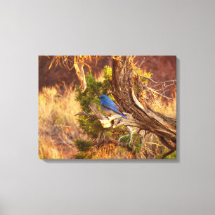 Mountain Bluebird i Arches nationalpark Canvastryck