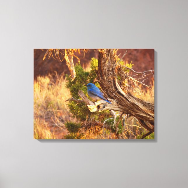 Mountain Bluebird i Arches nationalpark Canvastryck (Framsida)