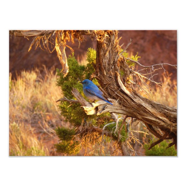 Mountain Bluebird i Arches nationalpark Fototryck (Framsidan)