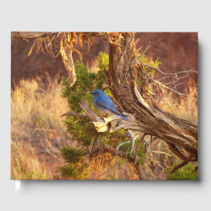 Mountain Bluebird i Arches nationalpark Gästböcker
