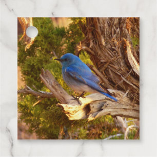 Mountain Bluebird i Arches nationalpark Gåvor Etiketter