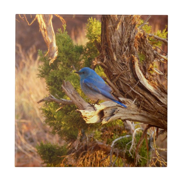 Mountain Bluebird i Arches nationalpark Kakelplatta (Framsidan)