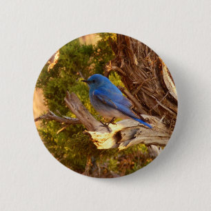 Mountain Bluebird i Arches nationalpark Knapp