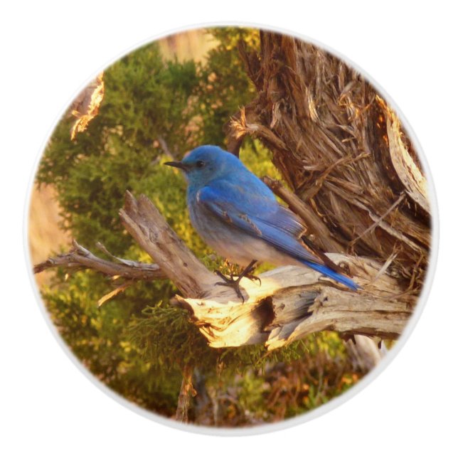 Mountain Bluebird i Arches nationalpark Knopp (Framsidan)