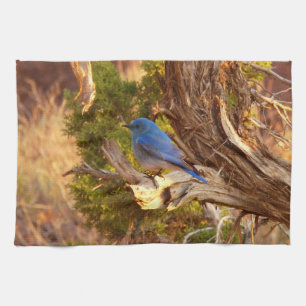 Mountain Bluebird i Arches nationalpark Kökshandduk